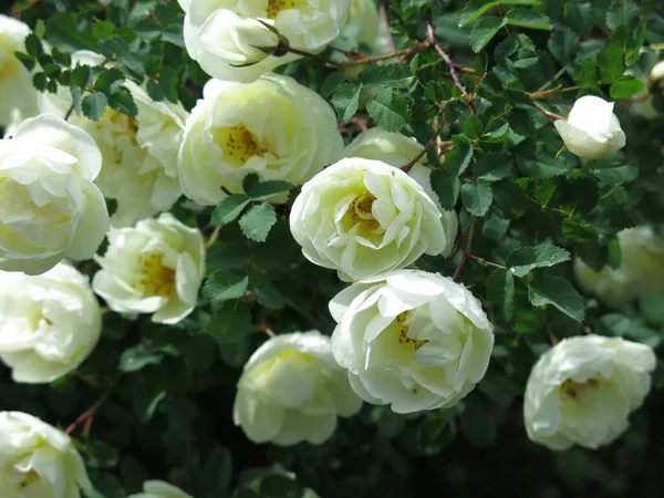 Fehér Csipkebogyó Virágzik Buja Virágok Nyáron — Stock Fotó