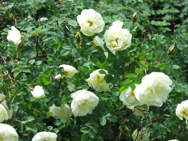 Rosa Mosqueta Blanca Florece Con Flores Exuberantes Verano —  Fotos de Stock