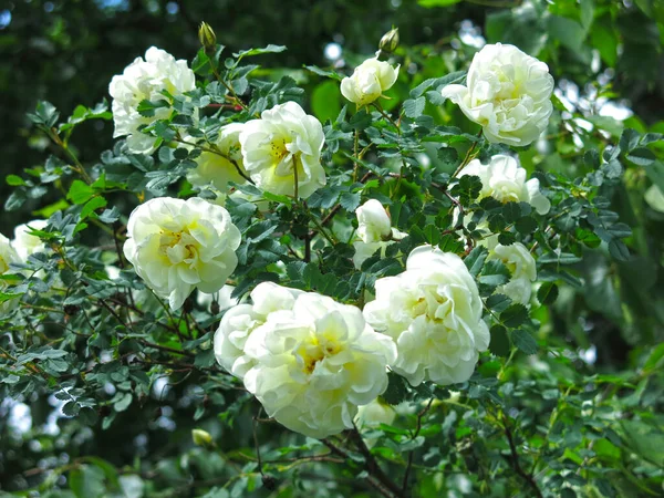 Witte Rozenbottel Bloeit Met Weelderige Bloemen Zomer — Stockfoto