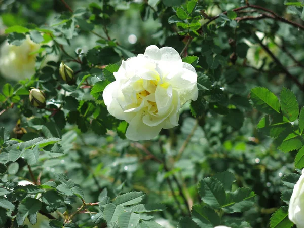 Vita Nypon Blommor Med Frodiga Blommor Sommaren — Stockfoto