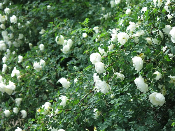 Rosa Mosqueta Blanca Florece Con Flores Exuberantes Verano —  Fotos de Stock