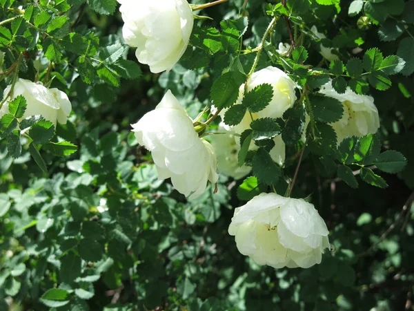 Rosa Mosqueta Blanca Florece Con Flores Exuberantes Verano —  Fotos de Stock