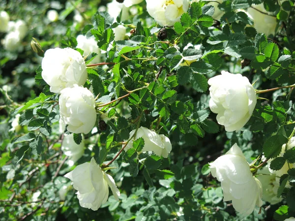 Rosa Mosqueta Blanca Florece Con Flores Exuberantes Verano —  Fotos de Stock