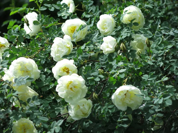 Rosa Mosqueta Blanca Florece Con Flores Exuberantes Verano —  Fotos de Stock