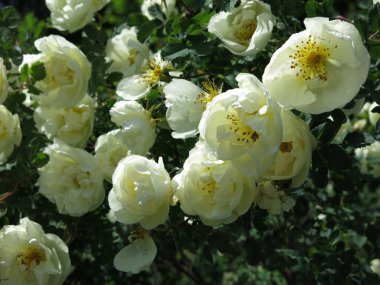 Beyaz gül kalçası yazın yemyeşil çiçeklerle açar.