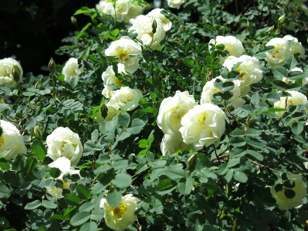 Witte Rozenbottel Bloeit Met Weelderige Bloemen Zomer — Stockfoto