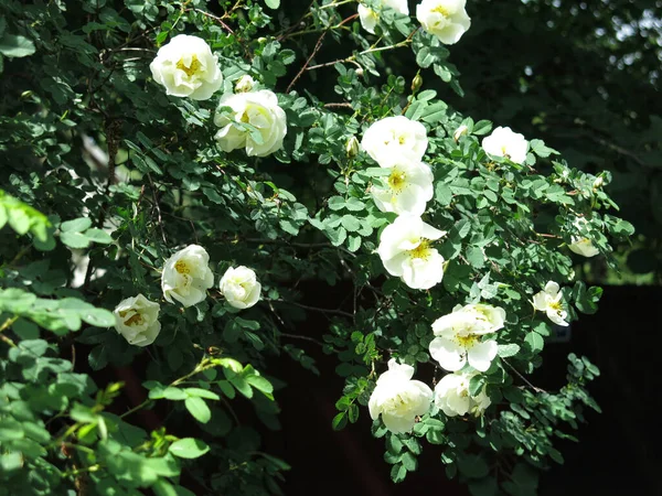 Белое Шиповник Цветет Пышными Цветами Летом — стоковое фото