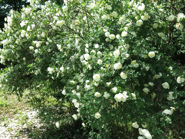 Rosehip Branco Floresce Com Flores Exuberantes Verão — Fotografia de Stock