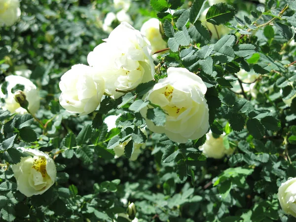 Vita Nypon Blommor Med Frodiga Blommor Sommaren — Stockfoto