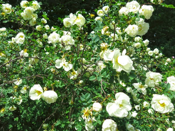 Mawar Putih Mekar Dengan Bunga Subur Musim Panas — Stok Foto