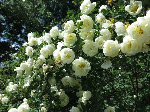 Rosa Mosqueta Blanca Florece Con Flores Exuberantes Verano —  Fotos de Stock