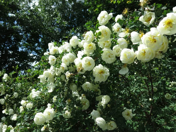 Rosa Mosqueta Blanca Florece Con Flores Exuberantes Verano —  Fotos de Stock