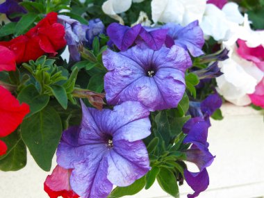 Asılı bir tencerede renkli petunya: mavi, pembe, mor, kırmızı ve beyaz