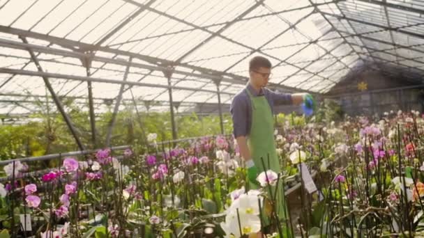 Werknemer drenken bloemen met hand veldspuit in kas. Slow motion — Stockvideo