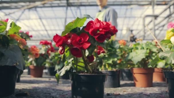 O jardineiro jovem escolhe o vaso com flores vermelhas e examina-o. Tiro com flores em estufas. Movimento lento — Vídeo de Stock