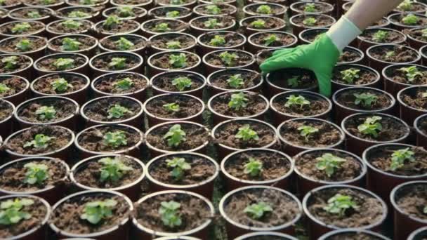 Rader av krukväxter plantor och unga plantor i växthuset. Slow motion — Stockvideo