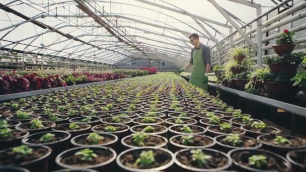 Intérieur d'une serre commerciale pour la culture de plantes d'intérieur en pot pour la vente au détail avec des rangées de semis verts s'étendant au loin. Jardinier vérifie la qualité des semis. Mouvement lent . — Video