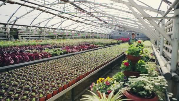 Stilig hane trädgårdsmästare i uniform och glasögon är ett växthus och en liten kruka av plantor. Slow motion — Stockvideo