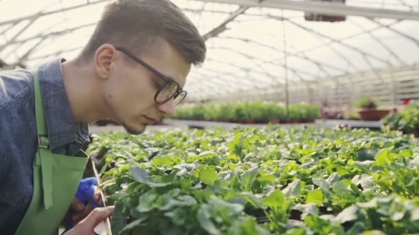 Primer plano del hombre jardinero en plantas de pulverización delantal utilizando pulverizador de agua en el centro del jardín. Movimiento lento . — Vídeo de stock