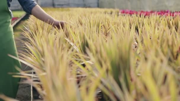 Mão de fazendeiro tocando flores Dracaena na estufa. Luz mágica do pôr-do-sol. Movimento lento . — Vídeo de Stock