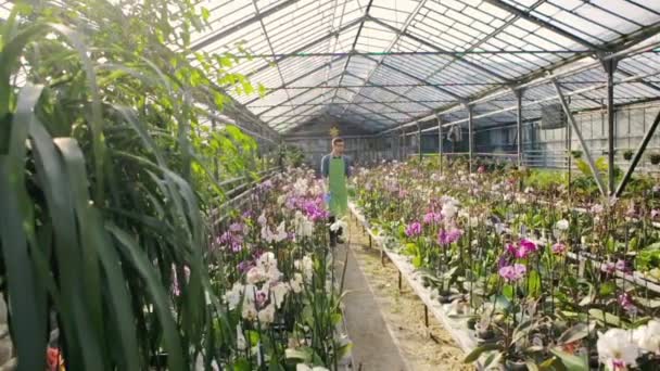 Jeune homme jardinier dans des verres et tablier vert est le long d'une serre d'orchidées dans la serre. Mouvement lent . — Video