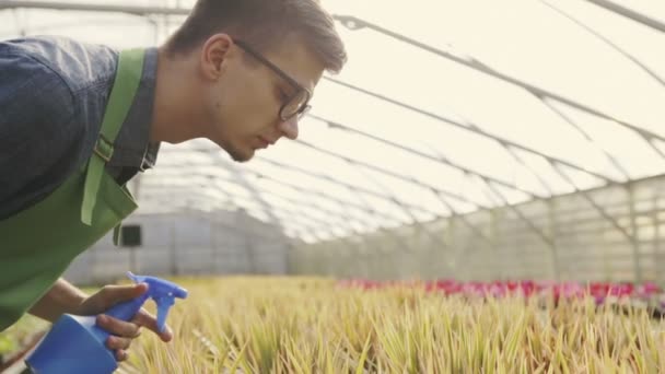 Mladý pohledný muž květinářství kropení květin ve sklenících. Zpomalený pohyb. — Stock video