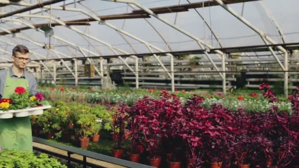 Retrato de feliz gerente sonriente o trabajador en un gran invernadero vivero de plantas. Movimiento lento . — Vídeo de stock