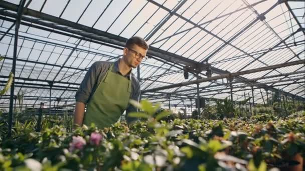 Young gardener working at greenhouse — Stock Video