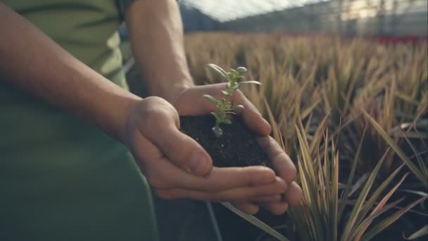 Gardener holding plant in hands — Stock Video