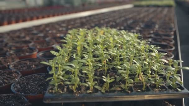 Tuinman zetten om kleine planten de grond — Stockvideo