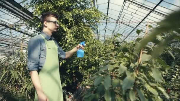 Florist watering in greenhouse — Stock Video