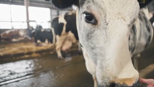 Primer plano de las vacas lengua y nariz en una granja. Grabación de vídeo RAW . — Vídeo de stock