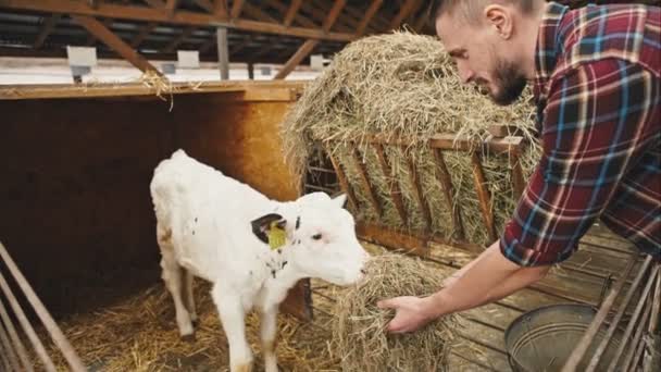 Framgångsrik bonde om en ung vit kalv. RAW video rekord. — Stockvideo