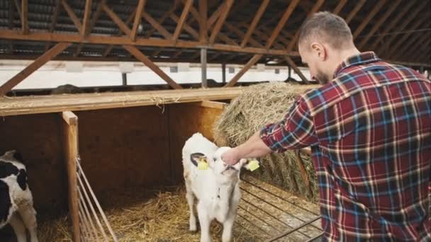 Γεωργός σίτισης μικρά αγελάδα. Ακατέργαστη εγγραφή βίντεο. — Αρχείο Βίντεο