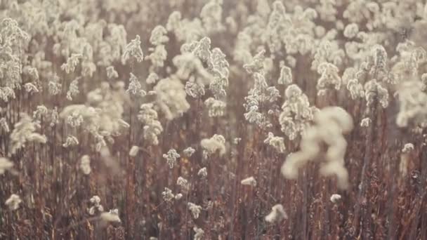 Fond d'été, paysage au coucher du soleil, herbe dans le contre-jour, image floue avec l'effet du mouvement, faible profondeur de champ — Video