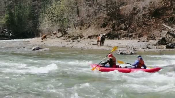 Um kayakers ativo na água áspera. Dois kayakers remando duro o caiaque com muitos salpicos nas vacas de fundo assistindo-os — Vídeo de Stock