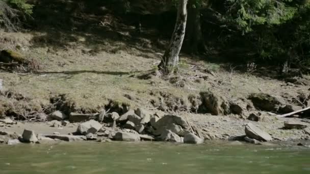 Grupo de tres personas rafting en el río Cheremosh Negro, Cárpatos, Ucrania — Vídeo de stock