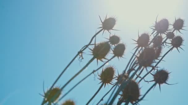 青い空と太陽の光の背景にアザミ — ストック動画