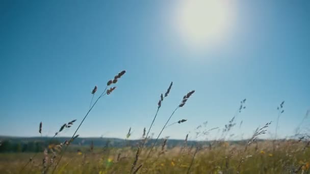 Травяное поле, освещенное ярким солнцем — стоковое видео