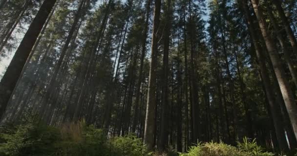 Baixo ângulo vista do nível do chão olhando para as árvores da floresta em uma densa plantação de pinheiros com feixes de luz solar filtrando através dos troncos — Vídeo de Stock