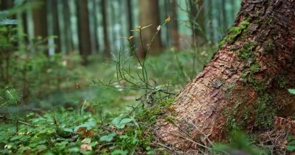 Pohled na mladé zelené rostliny rostoucí na lesní půdě vyhlížející za kořen a patu velké borovice na úrovni země — Stock video