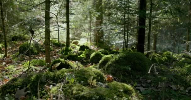 Vista de baixo ângulo do musgo verde exuberante iluminado pelo sol coberto rochas em um chão da floresta entre árvores verdes frondosas na primavera em uma paisagem cênica — Vídeo de Stock
