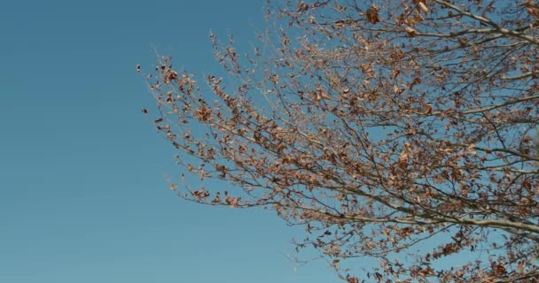 Сушене сухе темно-коричневе осіннє листя на гілці дерева на тлі сонячно-блакитного весняного неба в концепції сезонів - копіювання простору — стокове відео