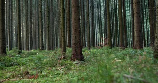 Alacsony látószögű kilátás buja növényzet egy erdő padlóján sűrű ültetvény fák összpontosítva egy törzs a központban — Stock videók