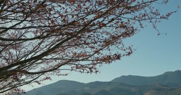 Twarde szczyty gór oglądane obok uschniętych martwych brązowych liści na gałęzi drzewa wiosną w mglisty dzień — Wideo stockowe