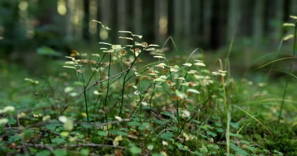 Vista baja del suelo de las plantas en un suelo forestal que crece entre el denso stand de árboles en un concepto de primavera y naturaleza — Vídeos de Stock
