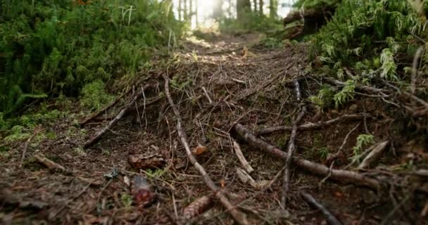 Broken branches and cones littering the ground in woodland in a low angle view past lush greenery to sunlight in the distance — Stock Video