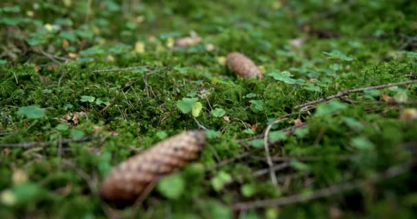 Szyszki sosnowe leżące na zielonym mszalnym piętrze lasu w widoku z niskiego kąta z płytkim dof i skupić się na mech - dolly zoom — Wideo stockowe