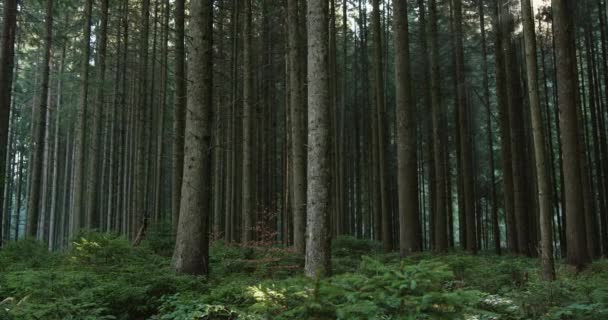 Rayos de luz solar brillando a través de los densos troncos de los árboles en un bosque de coníferas iluminando el crecimiento de helechos verdes debajo — Vídeo de stock