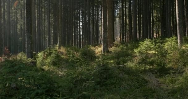 Plantação densa de árvores com brotos jovens crescendo no chão da floresta em uma visão cênica da natureza na primavera — Vídeo de Stock